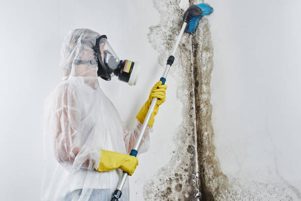 Mold Testing and Removal in South Valley, NM