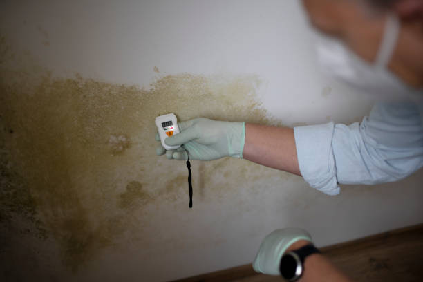 Best Mold Cleaning Services  in South Valley, NM