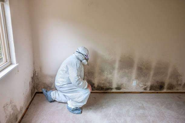 Attic Mold Removal in South Valley, NM
