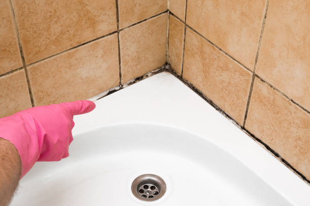 Best Mold Testing  in South Valley, NM