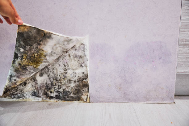 Trusted South Valley, NM Mold Removal Experts